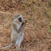  Lake Manyara, TZ